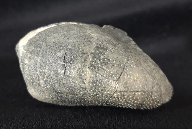 Micraster cf. schroederi STOLLEY 1891 - Bild &copy; FossNet FossilienStore